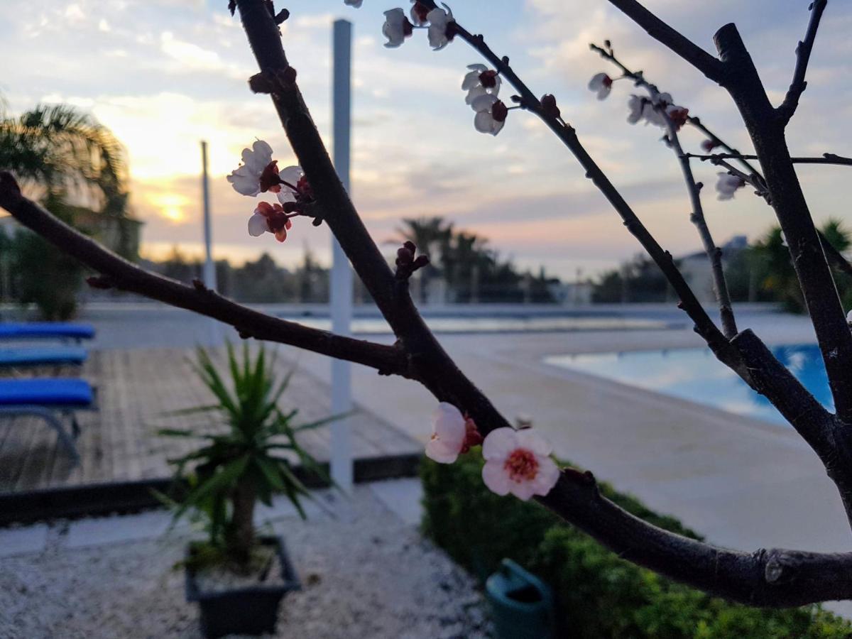 Villa Verdi: Luxury Villa With Private Pool Peyia Bagian luar foto